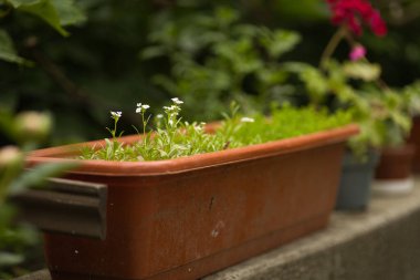 Açık havada dikdörtgen şeklinde bir saksıda küçük beyaz çiçekler