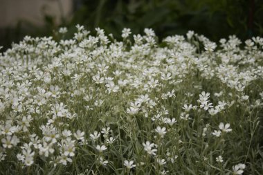 Küçük beyaz çiçeklerin ve yeşil yaprakların arka planı, ilk bahar çiçekleri, çiçekli arka plan