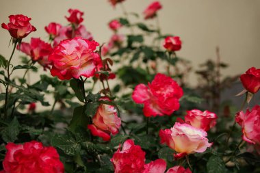 Çiçeklerin makro fotoğrafı, uzun saplı büyük pembe güller.