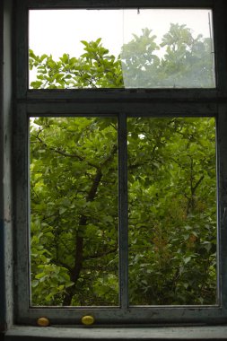 Koyu yeşil yaprakların penceresinden karanlık ve terk edilmiş bir binanın görüntüsü