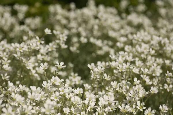 stock image background of small white flowers and green leaves, first spring flowers, floral background