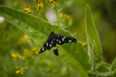 Yeşil yapraklı siyah kelebek ve arkasında sarı çiçekler.