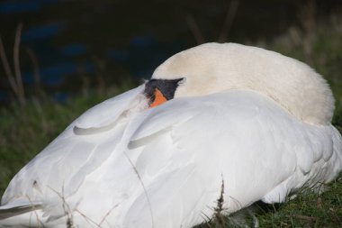 Göl kıyısındaki beyaz kuğular yeşil çimlerde tüylerini temizler.