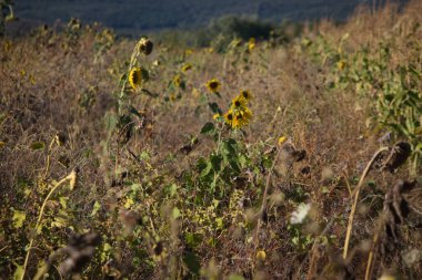 yellow fields under blue sky, farmland, dry fields under the scorching sun