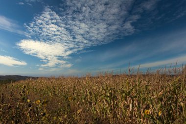 yellow fields under blue sky, farmland, dry fields under the scorching sun