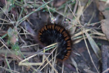 Yerdeki tüylü kahverengi tırtıl ve kuru otlar.