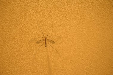 Alacakaranlıkta duvarda kanatları, duvarda dokusu olan büyük bir böcek.