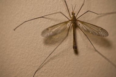 Alacakaranlıkta duvarda kanatları, duvarda dokusu olan büyük bir böcek.