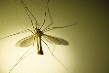 Alacakaranlıkta duvarda kanatları, duvarda dokusu olan büyük bir böcek.