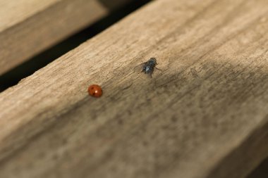 Tahta bir yüzeyde kırmızı bir uğur böceği, bir sinek ve bir kertenkele vardır güneşli bir günde, yeşil yapraklar etrafında