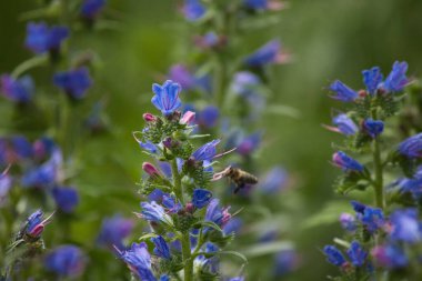 Yeşil arka planda küçük mor çiçekler ve üzerinde kırmızı böcekler.