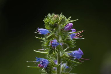 small purple flowers on a green background 