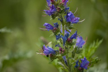 small purple flowers close up and a bee on them