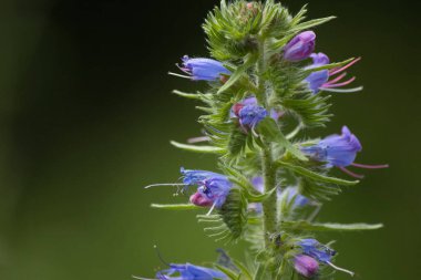 Yeşil arka planda küçük mor çiçekler ve üzerinde kırmızı böcekler.