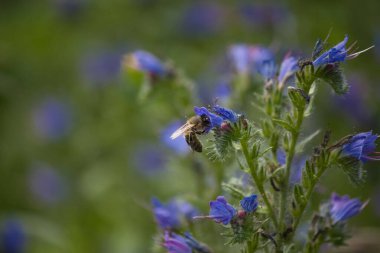 small purple flowers close up and a bee on them