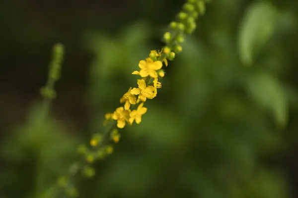 Yeşil arka planda küçük sarı çiçekler, makro fotoğraf