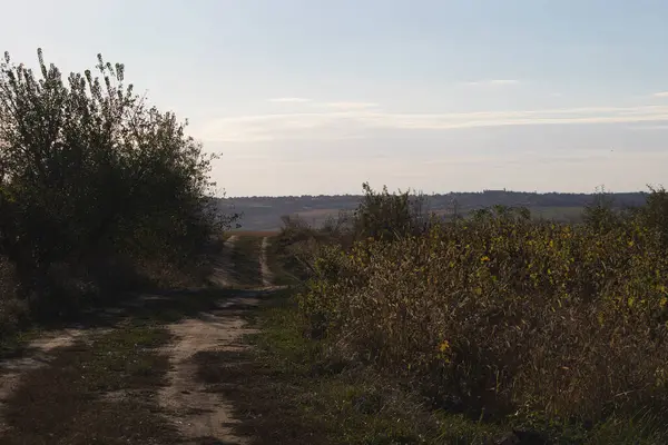 Mavi gökyüzünün altındaki sarı tarlalar, tarım arazileri.