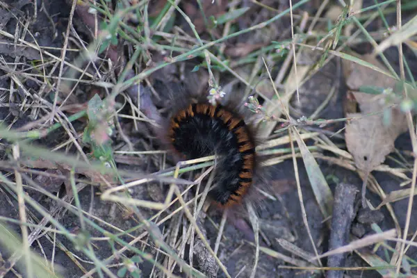 stock image fluffy brown caterpillar on the ground and dry grass