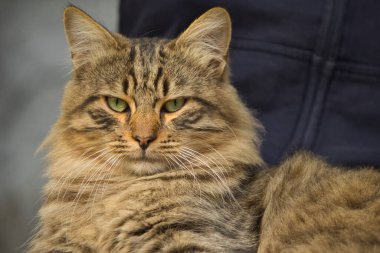 Yumuşak bir tekir kedi bir insanın kucağında rahatça dinleniyor, sıcaklık ve rahatlama yayıyor. İnsanlarla evcil hayvanlar arasındaki samimi etkileşim arkadaşlık ve şefkat bağını vurgular..