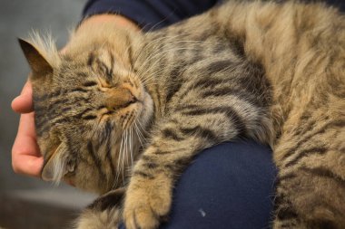 Yumuşak bir tekir kedi bir insanın kucağında rahatça dinleniyor, sıcaklık ve rahatlama yayıyor. İnsanlarla evcil hayvanlar arasındaki samimi etkileşim arkadaşlık ve şefkat bağını vurgular..