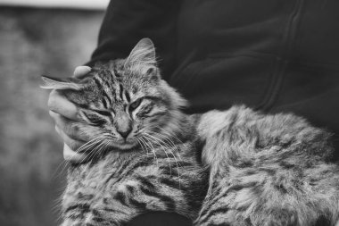 Yumuşak bir tekir kedi bir insanın kucağında rahatça dinleniyor, sıcaklık ve rahatlama yayıyor. İnsanlarla evcil hayvanlar arasındaki samimi etkileşim arkadaşlık ve şefkat bağını vurgular..