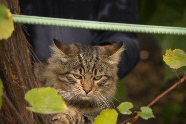 A close-up portrait of a tabby cat resting among green foliage. The cat's piercing green eyes and thoughtful expression add a touch of mystery and serenity to the natural setting. clipart