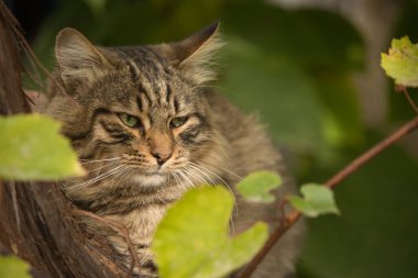 A close-up portrait of a tabby cat resting among green foliage. The cat's piercing green eyes and thoughtful expression add a touch of mystery and serenity to the natural setting.