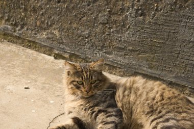 A fluffy tabby cat lounging on a concrete surface under the warm sunlight. The cat appears relaxed, gazing upward, with its thick fur glowing softly in the light. clipart