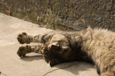 Sıcak güneş ışığının altında beton bir yüzeyde uzanan tüylü bir tekir kedi. Kedi rahatlamış görünüyor, yukarı bakıyor, kalın kürkü ışıkta hafifçe parlıyor..