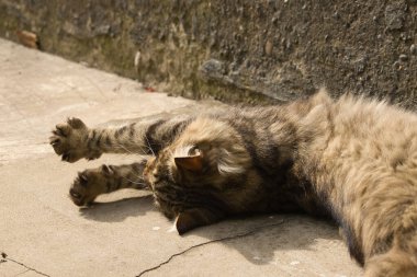 A fluffy tabby cat lounging on a concrete surface under the warm sunlight. The cat appears relaxed, gazing upward, with its thick fur glowing softly in the light. clipart