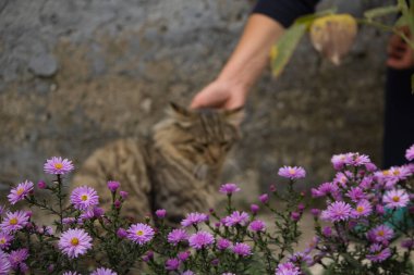 A tender moment as a person's hand gently pets a tabby cat sitting near a cluster of vibrant purple flowers. The soft focus creates a serene and intimate atmosphere, highlighting the connection between human and animal amidst a natural setting. clipart