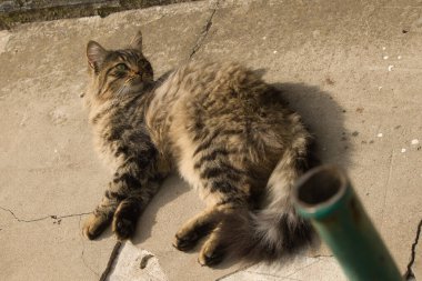 A fluffy tabby cat lounging on a concrete surface under the warm sunlight. The cat appears relaxed, gazing upward, with its thick fur glowing softly in the light. clipart