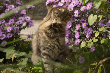 Yeşil gözleri çarpan görkemli bir tekir kedinin yakın çekimi, dokulu taş bir duvara yaslanmış, ön planda yumuşak odaklı mor çiçeklerle çevrili, dingin ve doğal bir ortam yaratıyor..