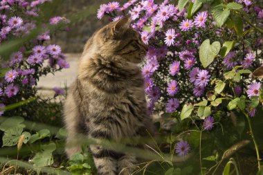 Yeşil gözleri çarpan görkemli bir tekir kedinin yakın çekimi, dokulu taş bir duvara yaslanmış, ön planda yumuşak odaklı mor çiçeklerle çevrili, dingin ve doğal bir ortam yaratıyor..
