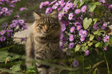 Close-up of a majestic tabby cat with striking green eyes, resting against a textured stone wall, surrounded by soft-focus purple flowers in the foreground, creating a serene and natural ambiance.