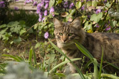 Yeşil gözleri çarpan görkemli bir tekir kedinin yakın çekimi, dokulu taş bir duvara yaslanmış, ön planda yumuşak odaklı mor çiçeklerle çevrili, dingin ve doğal bir ortam yaratıyor..