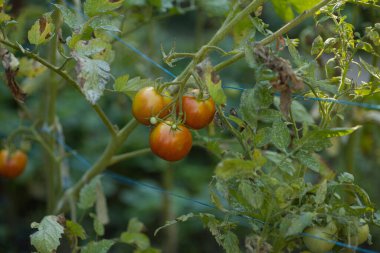 Bahçedeki yeşil yaprakların arasında asılmış olgun kırmızı domatesler. Sahne taze organik ürünlerin doğal güzelliklerini yakalıyor, canlı domateslerle çevreleyen yeşillikler arasındaki zıtlığı vurguluyor..