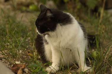 Yeşil çimlerin üzerinde oturan, doğrudan kameraya bakan, çarpıcı sarı gözlü siyah beyaz bir kedi. Arka plan bulanık doğal elementler içeriyor, dingin bir açık hava titreşimi ekliyor.