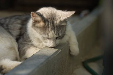 Zarif beyaz ve gri kedi beton bir çıkıntıda uzanır, öğleden sonra güneşinin altında güneşlenir. Huzur ortamı kedinin gevşemiş davranışlarını vurguluyor ve ışığın ve gölgenin etkileşimi resme derinlik katıyor..