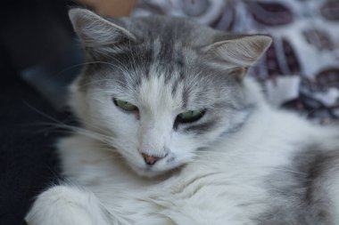 Zarif beyaz ve gri kedi beton bir çıkıntıda uzanır, öğleden sonra güneşinin altında güneşlenir. Huzur ortamı kedinin gevşemiş davranışlarını vurguluyor ve ışığın ve gölgenin etkileşimi resme derinlik katıyor..