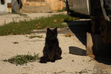 İnce kentsel ve doğal elementlerle çevrili güneşli beton bir yüzeyde oturan parlak siyah bir kedi. Kedinin delici yeşil gözleri, koyu kürküyle çarpıcı bir kontrastlık yaratıyor ve sahneye gizemli ve büyüleyici bir hava katıyor..