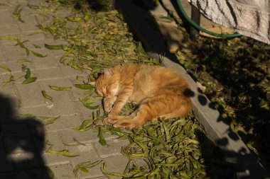 Güneşli bir sonbahar gününde yapraklardan oluşan bir yatakta dinlenen sakin bir kızıl kedi. Sıcak güneş ışığı kedinin turuncu kürküne vurgu yapıyor, sonbahar yapraklarının toprak tonlarıyla güzelce harmanlanarak, sakin ve rahat bir açık hava manzarası yaratıyor..