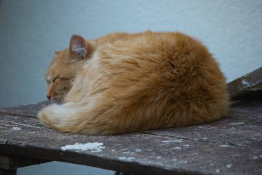 Tarafsız bir duvara karşı eski bir tahta bankta uyuyan tüylü bir kızıl kedi. Rahat ve sakin sahne, rahatlama ve basitliğin özünü yakalar..