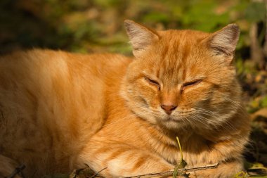 Güneşli bir sonbahar gününde yapraklardan oluşan bir yatakta dinlenen sakin bir kızıl kedi. Sıcak güneş ışığı kedinin turuncu kürküne vurgu yapıyor, sonbahar yapraklarının toprak tonlarıyla güzelce harmanlanarak, sakin ve rahat bir açık hava manzarası yaratıyor..