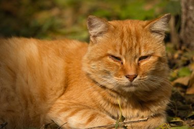 Güneşli bir sonbahar gününde yapraklardan oluşan bir yatakta dinlenen sakin bir kızıl kedi. Sıcak güneş ışığı kedinin turuncu kürküne vurgu yapıyor, sonbahar yapraklarının toprak tonlarıyla güzelce harmanlanarak, sakin ve rahat bir açık hava manzarası yaratıyor..