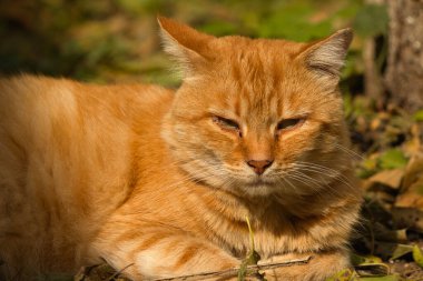 Güneşli bir sonbahar gününde yapraklardan oluşan bir yatakta dinlenen sakin bir kızıl kedi. Sıcak güneş ışığı kedinin turuncu kürküne vurgu yapıyor, sonbahar yapraklarının toprak tonlarıyla güzelce harmanlanarak, sakin ve rahat bir açık hava manzarası yaratıyor..