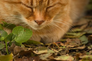 Güneşli bir sonbahar gününde yapraklardan oluşan bir yatakta dinlenen sakin bir kızıl kedi. Sıcak güneş ışığı kedinin turuncu kürküne vurgu yapıyor, sonbahar yapraklarının toprak tonlarıyla güzelce harmanlanarak, sakin ve rahat bir açık hava manzarası yaratıyor..