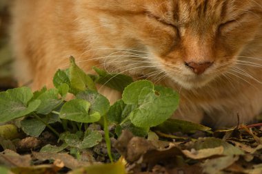 Güneşli bir sonbahar gününde yapraklardan oluşan bir yatakta dinlenen sakin bir kızıl kedi. Sıcak güneş ışığı kedinin turuncu kürküne vurgu yapıyor, sonbahar yapraklarının toprak tonlarıyla güzelce harmanlanarak, sakin ve rahat bir açık hava manzarası yaratıyor..