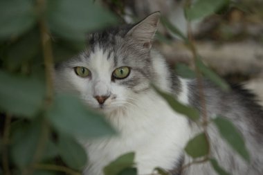 Yeşil gözlü, kısmen yaprakların arkasına gizlenmiş gri ve beyaz bir kedinin yakın çekimi gizemli ve doğal bir atmosfer yaratıyor. Bulanık yapraklar portreye derinlik katıyor, kedinin meraklı bakışlarını vurguluyor..