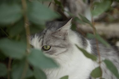 Yeşil gözlü, kısmen yaprakların arkasına gizlenmiş gri ve beyaz bir kedinin yakın çekimi gizemli ve doğal bir atmosfer yaratıyor. Bulanık yapraklar portreye derinlik katıyor, kedinin meraklı bakışlarını vurguluyor..